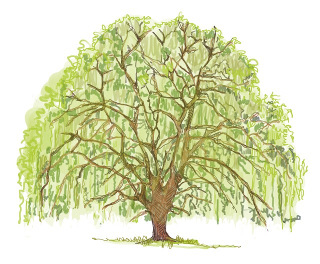 willow tree