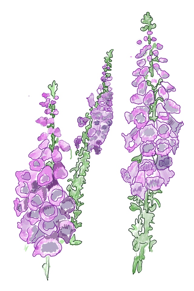 foxglove