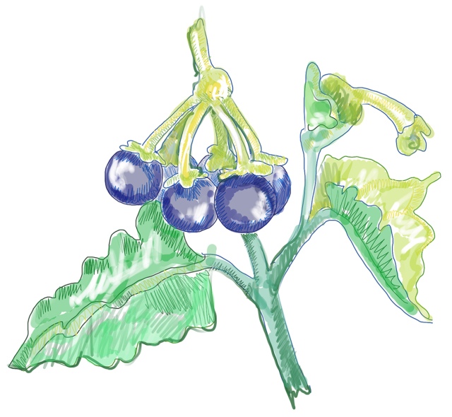 nightshade