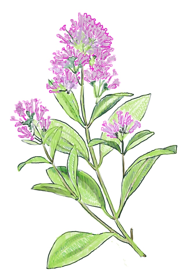 cinchona tree