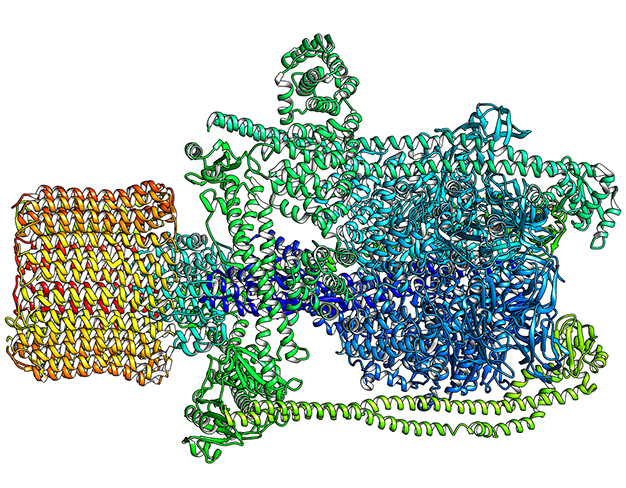 V-ATPases enzyme 