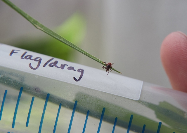 The public can send ticks they find for testing at Upstate (details below).