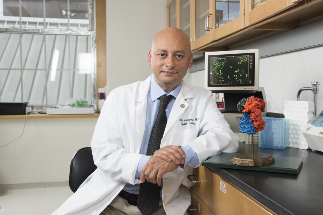 Mehdi Mollapour, PhD, is looking at ways to make anti-cancer medications more powerful. He’s seated next to a 3-D print of the cancer chaperone, Hsp90 protein. (photo by Susan Kahn)