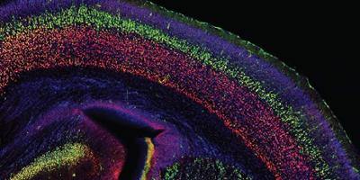 Science Is Art: The cerebral cortex