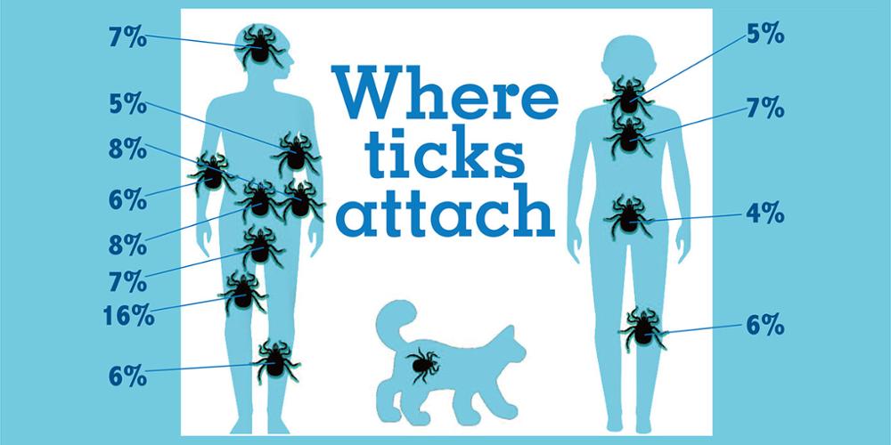 These are the spots on the human body that were most frequented by ticks collected at Upstate.