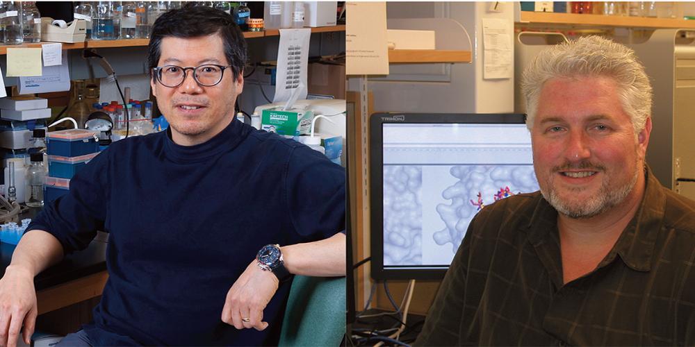 The laboratories of Upstate researchers Stewart Loh, PhD, left (photo by Richard Whelsky), and Michael Cosgrove, PhD (submitted photo), took part in a study of an antioxidant found in green tea.