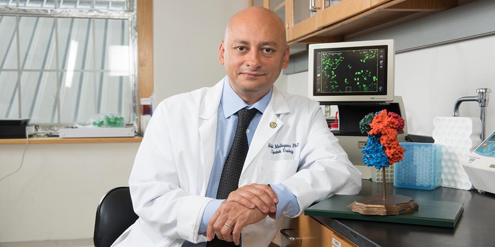 Mehdi Mollapour, PhD, is a professor of urology, biochemistry and molecular biology at Upstate. (photo by Susan Kahn)