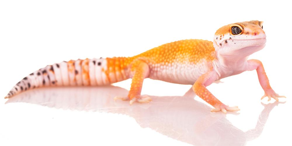 Geckos are lizards whose feet have tiny hairlike structures that act like microscopic hooks, allowing them to climb smooth vertical surfaces and even to run across smooth ceilings.
