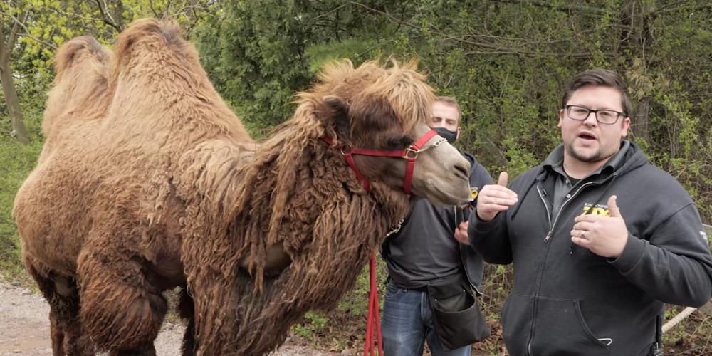 Patrick the camel, with zookeepers Travis Pyland, foreground, and Tyler Mesick from the “Zoo to You” video, part of the 2021 National Cancer Survivors Day Celebration hosted by Upstate.