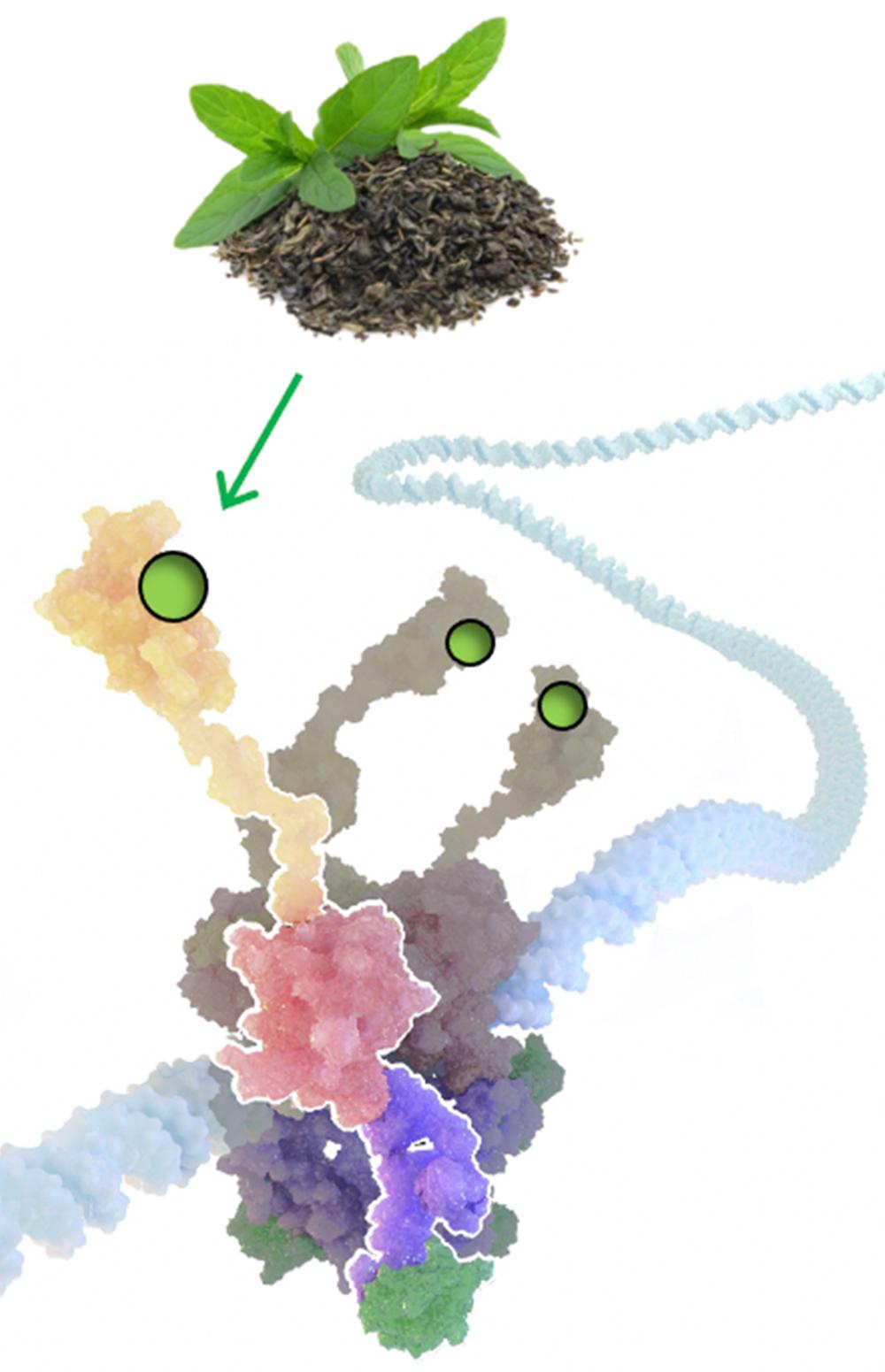 A model of the p53 tumor suppressor binding to DNA and activating genes that defend against cancer. Green tea (top) contains the compound EGCG, which binds to p53 and helps it resist being degraded by cancer cells.