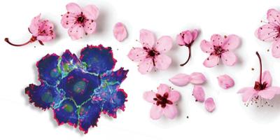 Science Is Art: Flowery reflections