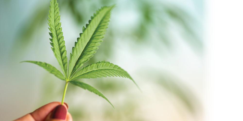 A marijuana leaf.