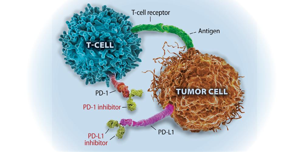 Illustration of the role of immune checkpoints in cancer