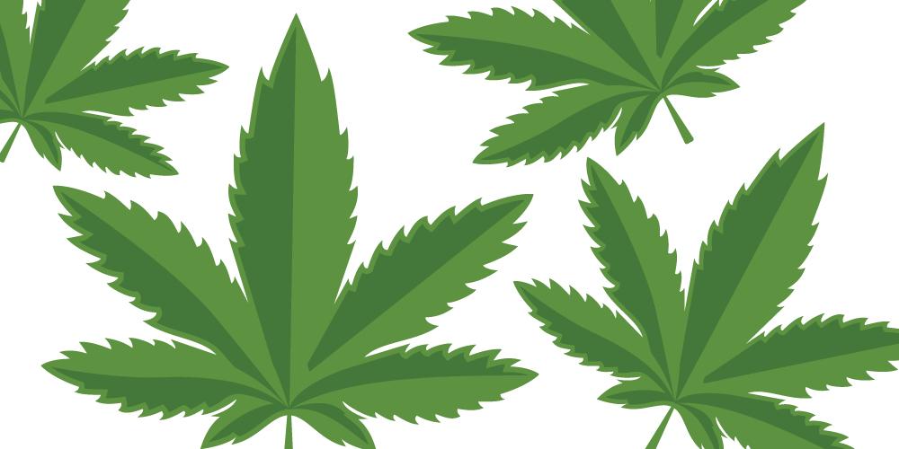Images of leaves from cannabis plant