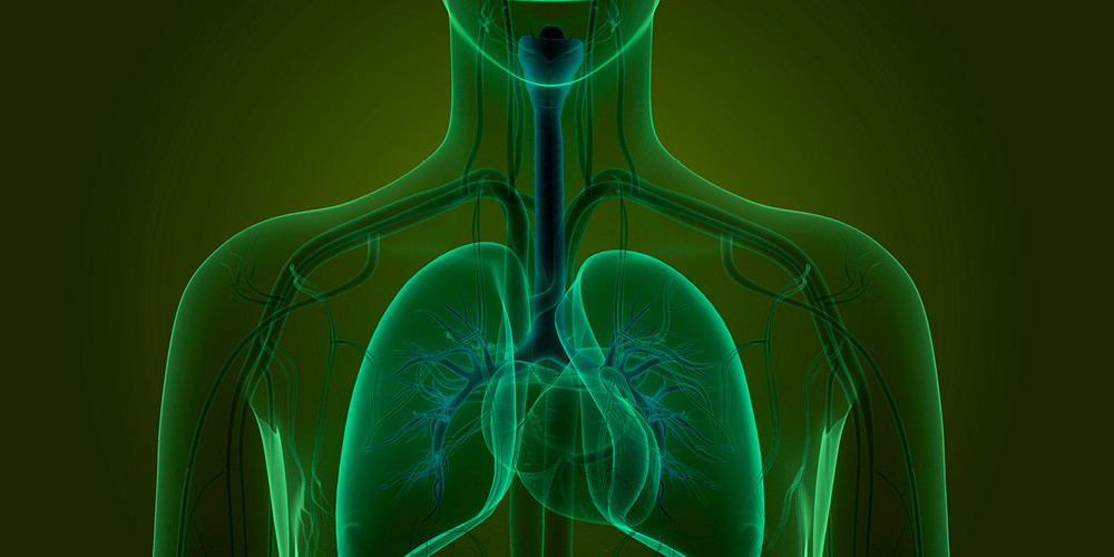 This diagram shows the location of the lungs.